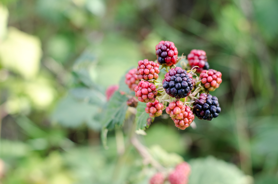 20140814-DSC_0589